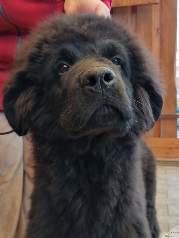 Фото: ньюфаундленд Шармель Лав Сонг