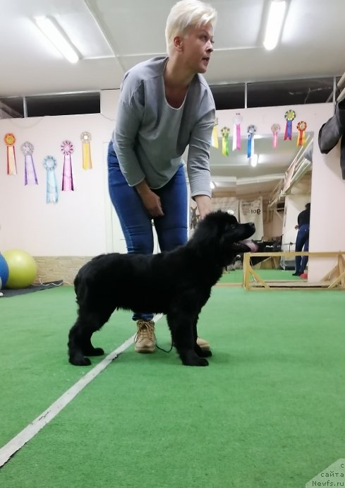 Фото: ньюфаундленд Шерри Дарк Шарм