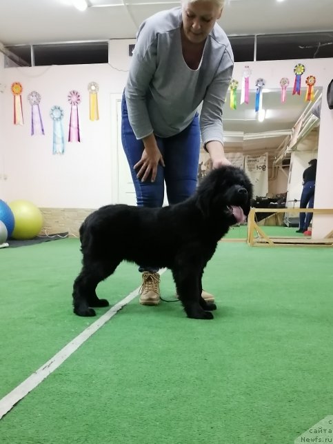 Фото: ньюфаундленд Шерри Дарк Шарм