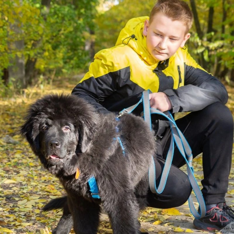 Фото: ньюфаундленд Шерлиз Греат Соул