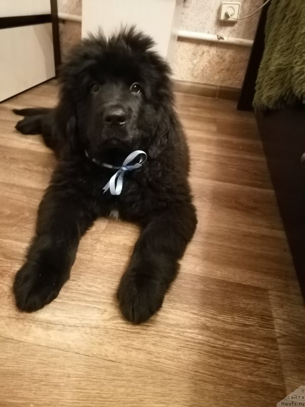 Фото: ньюфаундленд Шейла Форест Фловер