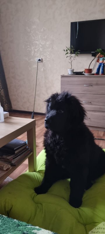 Фото: ньюфаундленд Шейла Форест Фловер