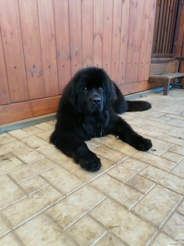 Фото: ньюфаундленд Дивина Стар Фиш (Divina Star Fish)