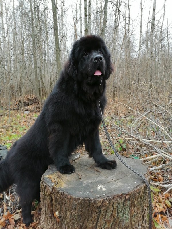 Фото: ньюфаундленд Дивина Стар Фиш (Divina Star Fish)