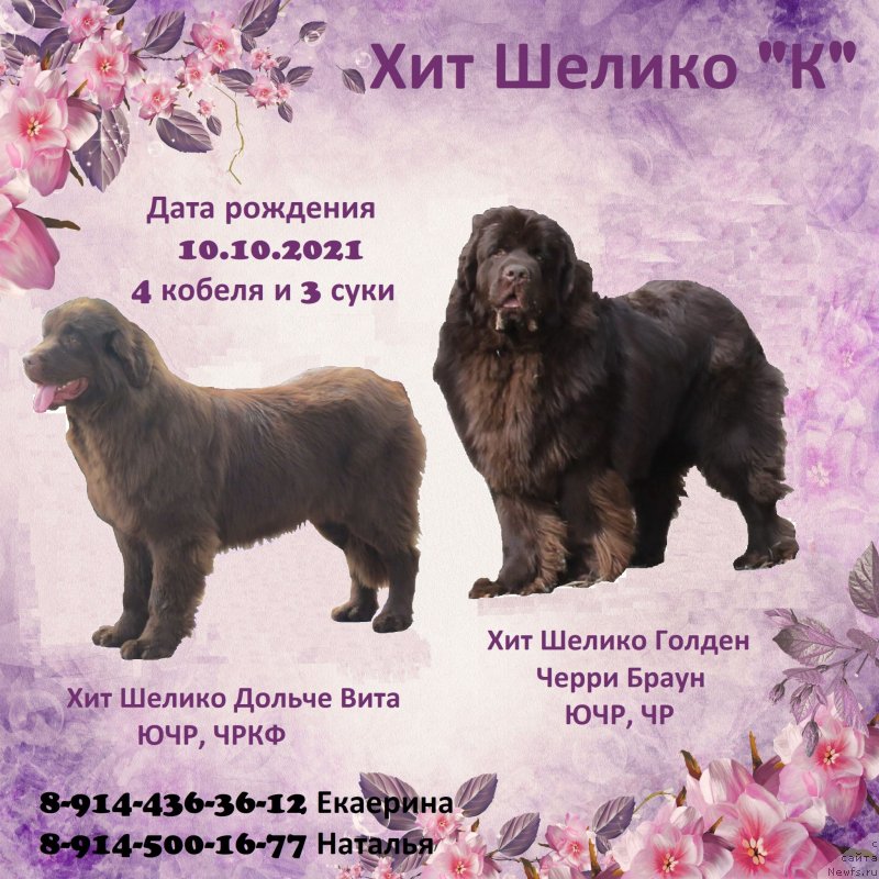 Фото: ньюфаундленд Хит Шелико Дольче Вита (Hit Sheliko Dolce Vita)