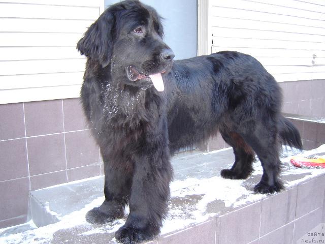 Фото: ньюфаундленд Сент Джонс Жаклин