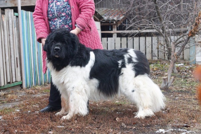 Фото: ньюфаундленд Би Перфект Волшебная Сказка