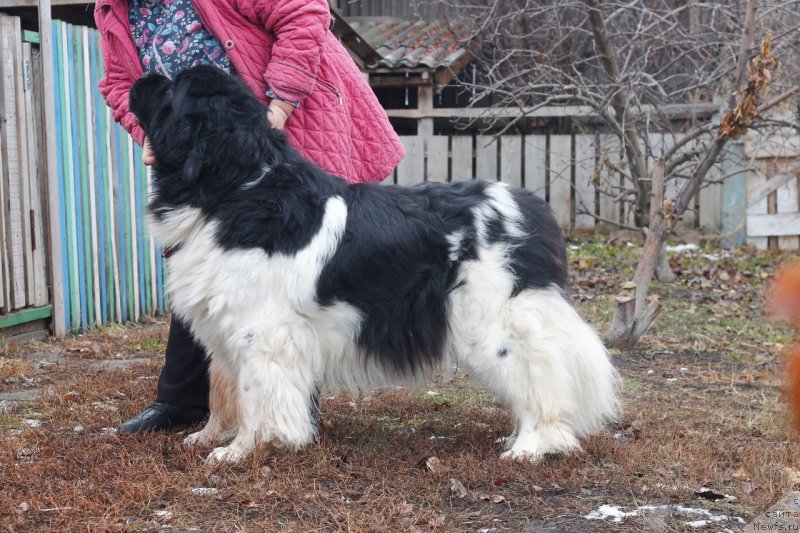 Фото: ньюфаундленд Би Перфект Волшебная Сказка