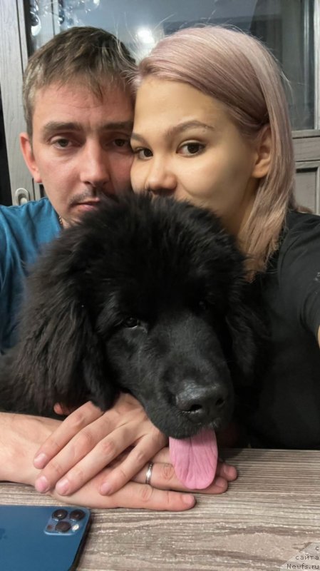 Фото: ньюфаундленд Шерман Лав Форевер (Sherman Lav Forever)