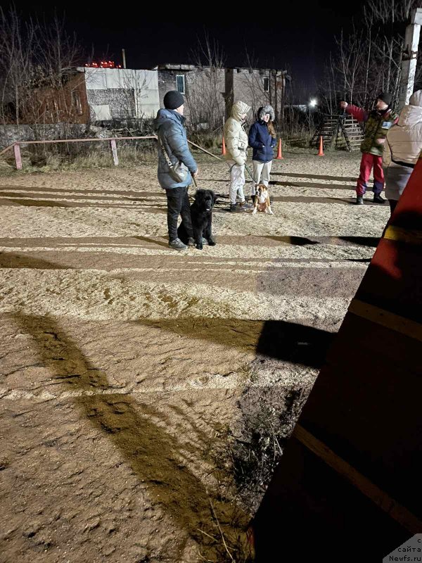 Фото: ньюфаундленд Шерри Дарк Шарм