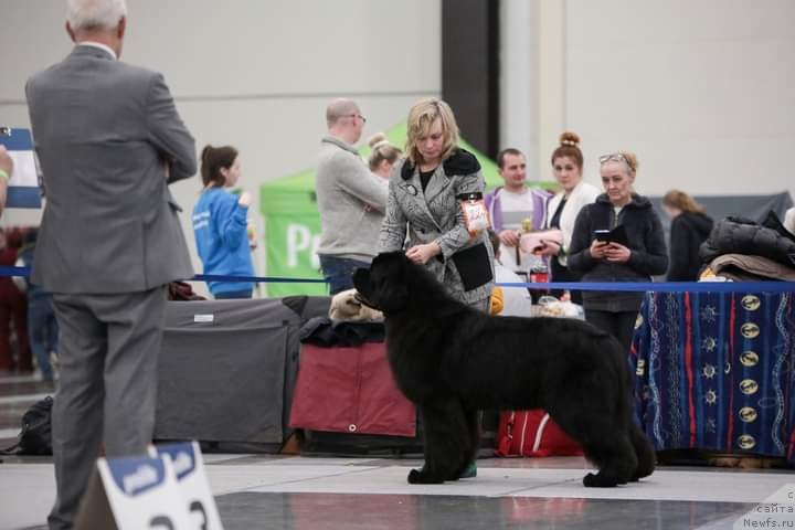 Фото: ньюфаундленд Океан Мечты Амбассадор (Okean Mechty Ambassador)