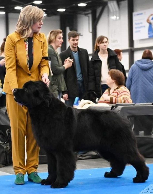 Фото: ньюфаундленд Океан Мечты Амбассадор (Okean Mechty Ambassador)