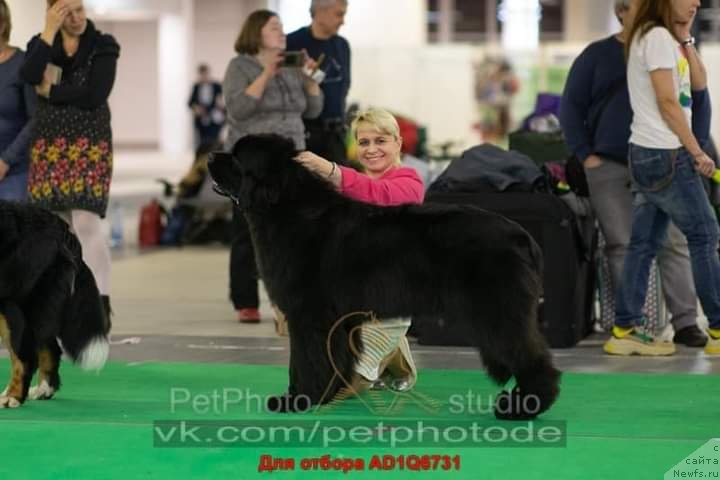 Фото: ньюфаундленд Океан Мечты Амбассадор (Okean Mechty Ambassador)