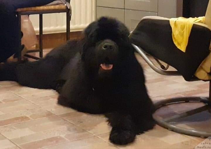 Фото: ньюфаундленд Океан Мечты Амбассадор (Okean Mechty Ambassador)