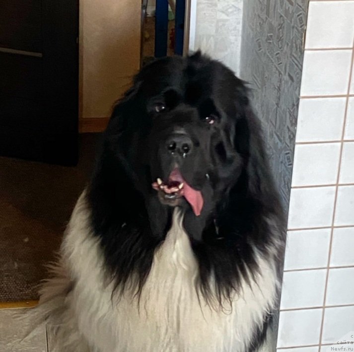 Фото: ньюфаундленд Енигматик Кингд Властелин Души