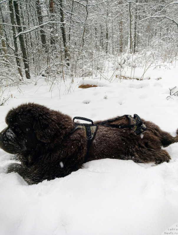 Фото: ньюфаундленд Исполин из Царства Медведей