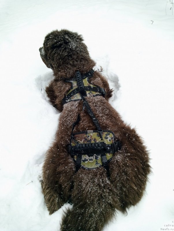 Фото: ньюфаундленд Исполин из Царства Медведей