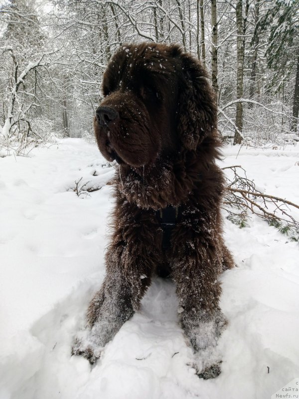 Фото: ньюфаундленд Исполин из Царства Медведей