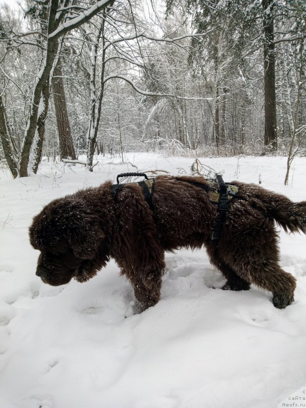 Фото: ньюфаундленд Исполин из Царства Медведей