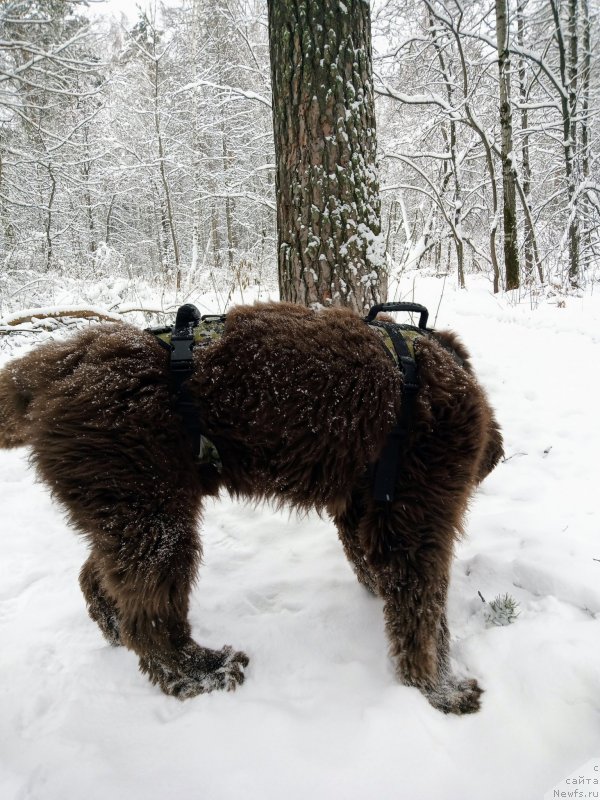 Фото: ньюфаундленд Исполин из Царства Медведей