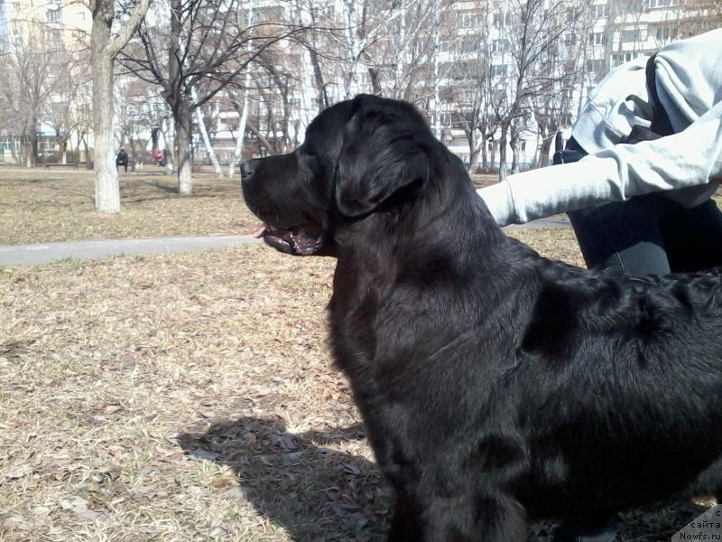 Фото: ньюфаундленд Династия Падеде Имира