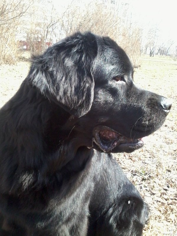 Фото: ньюфаундленд Династия Падеде Имира