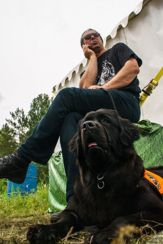 Фото: ньюфаундленд Династия Падеде Имира