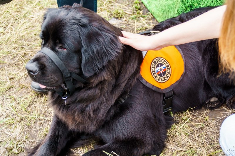 Фото: ньюфаундленд Династия Падеде Имира