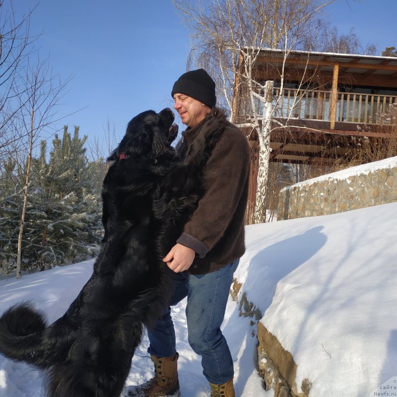 Фото: ньюфаундленд Династия Падеде Имира