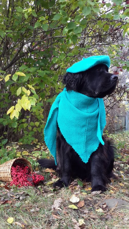 Фото: ньюфаундленд Династия Падеде Имира