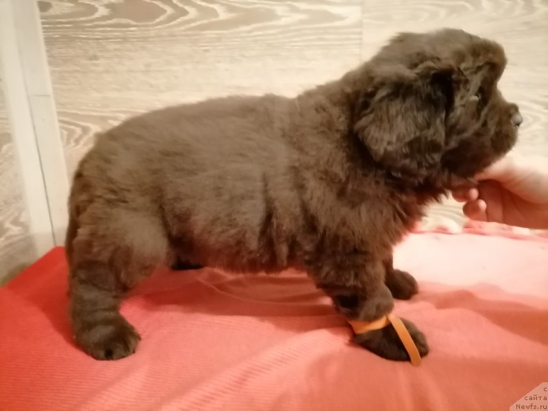 Фотография № 248839