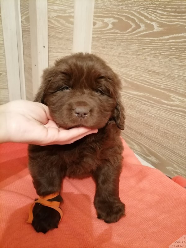 Фотография № 248840