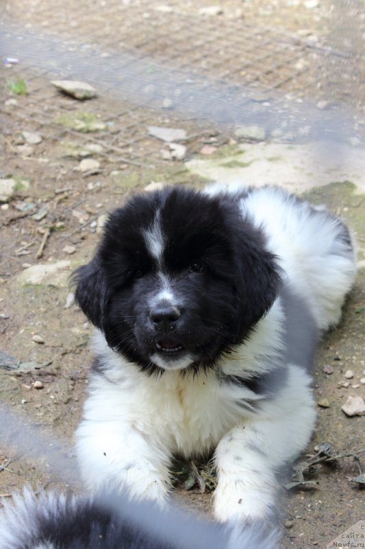 Фото: ньюфаундленд Нью Плаза Макар (New Plaza Makar)