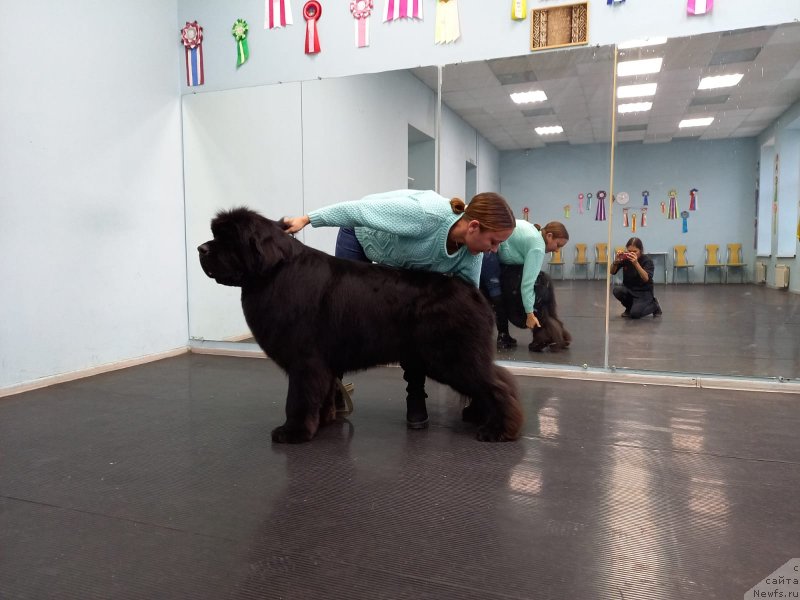 Фото: ньюфаундленд Владыка Гор Мэджик