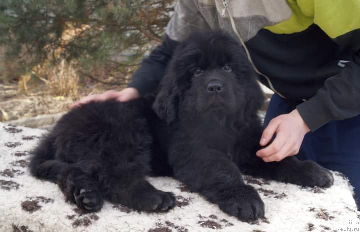 Фото: ньюфаундленд Енигматик Кингд Нобле Принсе