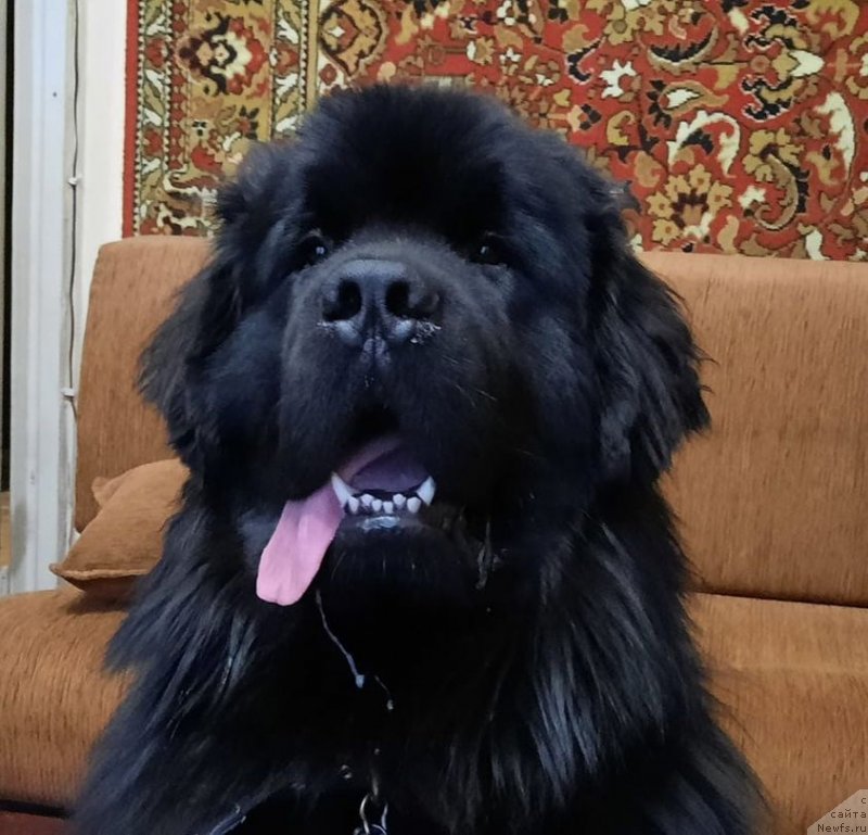 Фото: ньюфаундленд Юстас из Племени Кедра