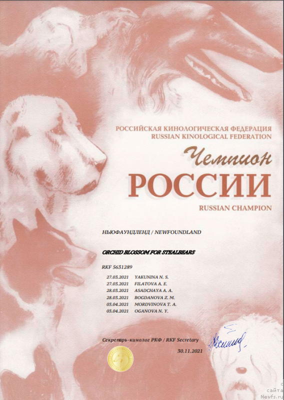 Фото: ньюфаундленд Орхид Блоссом фор Стеалбеарс (Orchid Blossom for Stealbears)