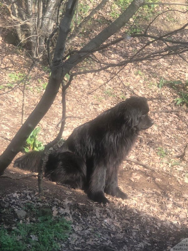 Фото: ньюфаундленд Крымская Карта с Берега Дона