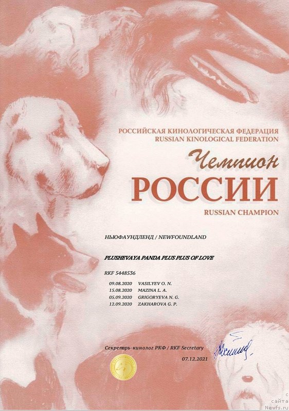 Фото: ньюфаундленд Плюшевая Панда Плюс Плюс оф Лове (Plushevaya Panda Plus Plus of Love)