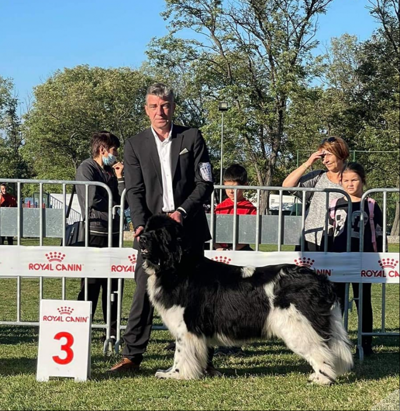 Фото: ньюфаундленд Kingdom First Knight