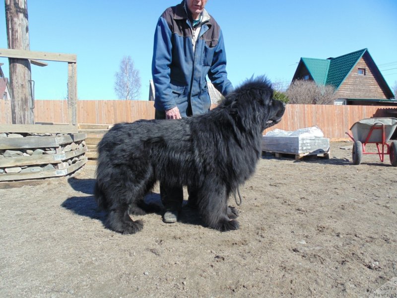 Фото: ньюфаундленд Нао Дель Трато Джонни Деп