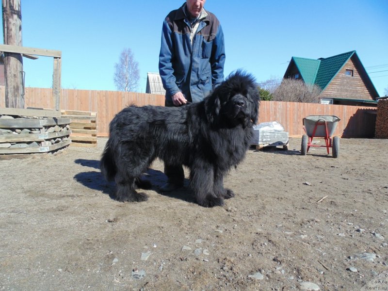 Фото: ньюфаундленд Нао Дель Трато Джонни Деп