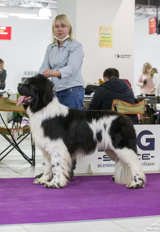 Фото: ньюфаундленд Нью Плаза Макар (New Plaza Makar)