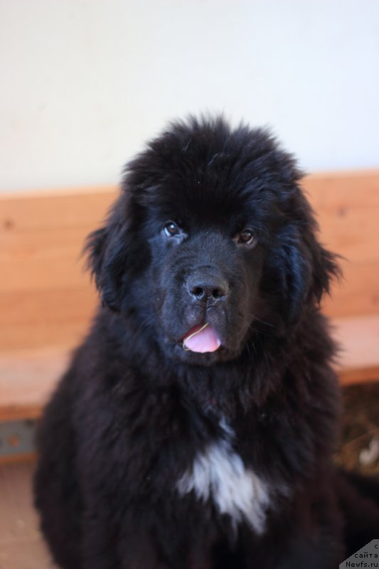 Фото: ньюфаундленд Стеалбеарс Раритет (Stealbears Raritet)