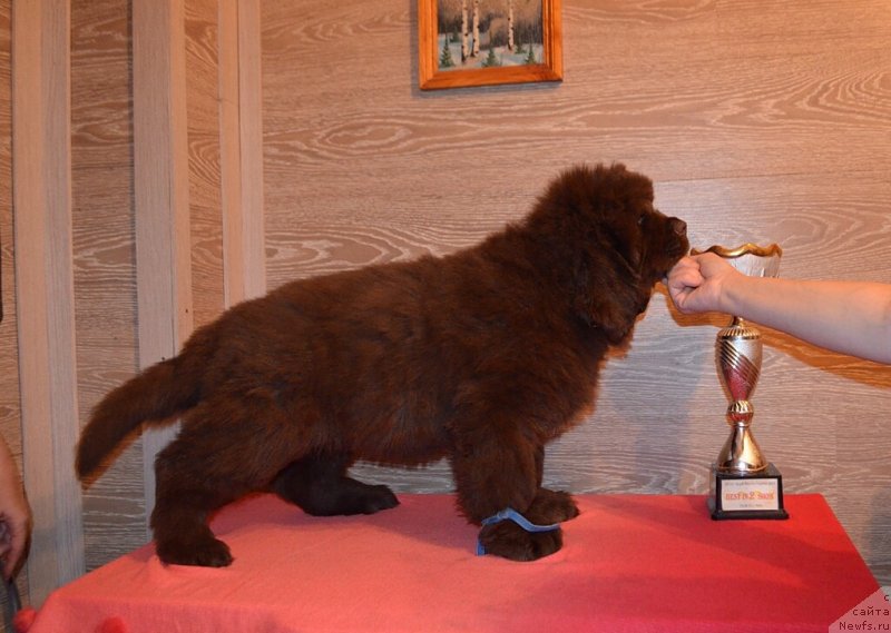 Фото: ньюфаундленд Хит Шелико Кавалергард Корнет (Hit Sheliko Kavalergard Kornet)