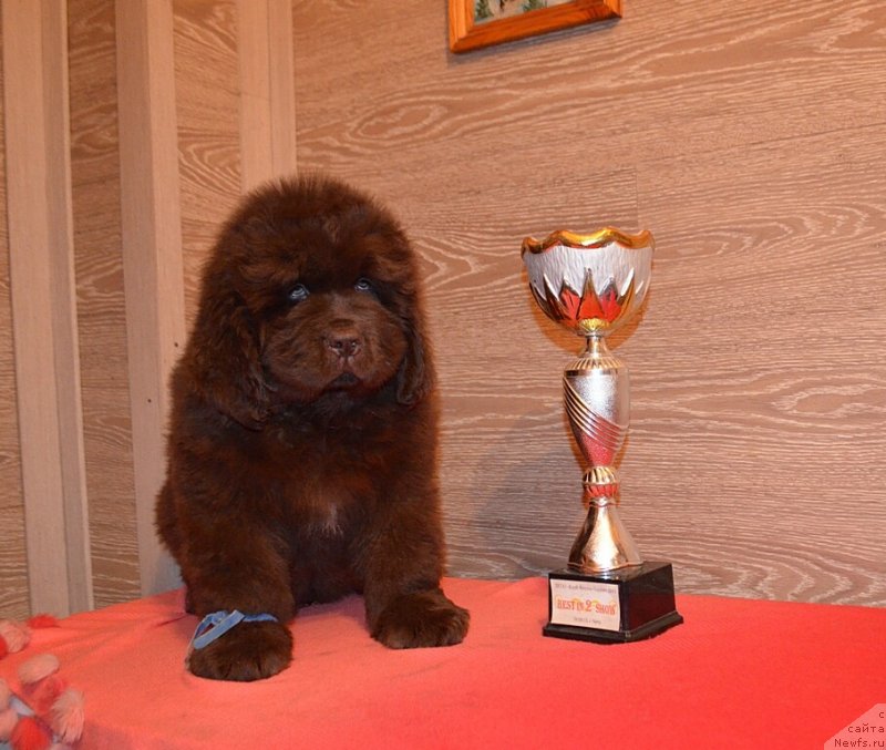 Фото: ньюфаундленд Хит Шелико Кавалергард Корнет (Hit Sheliko Kavalergard Kornet)