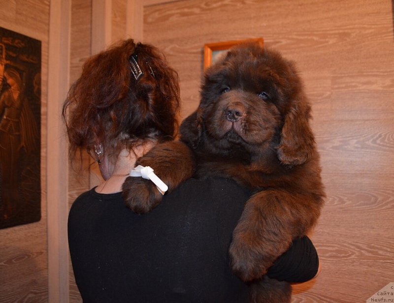 Фото: ньюфаундленд Хит Шелико Кумир Души Моей (Hit Sheliko Kumir Dushi Moey)