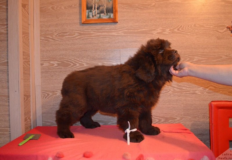 Фото: ньюфаундленд Хит Шелико Кумир Души Моей (Hit Sheliko Kumir Dushi Moey)