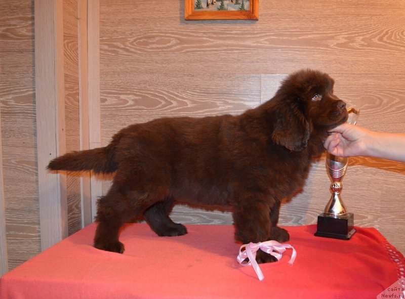 Фото: ньюфаундленд Хит Шелико Красивая Такая (Hit Sheliko Krasivaya Takaya)