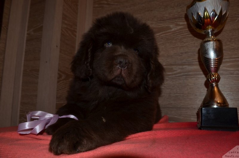 Фото: ньюфаундленд Хит Шелико Красивая Такая (Hit Sheliko Krasivaya Takaya)